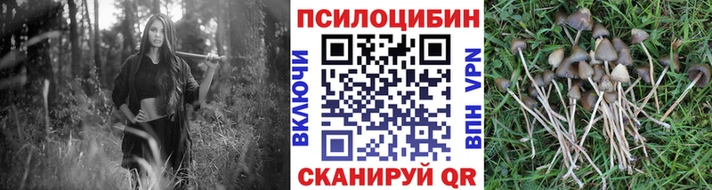 Купить  Мичуринск  Псилоцибиновые грибы Cubensis 